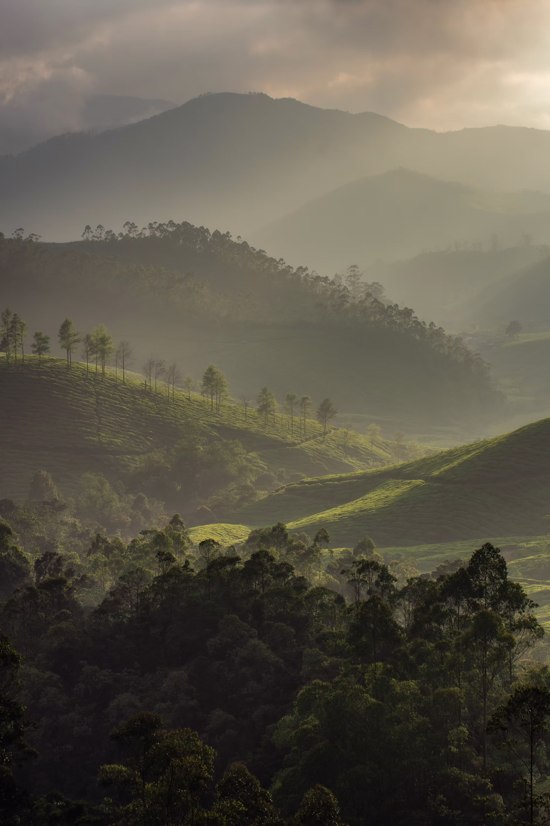 Sunlit tea hills in Munnar